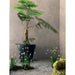 Classic 100 with plants
