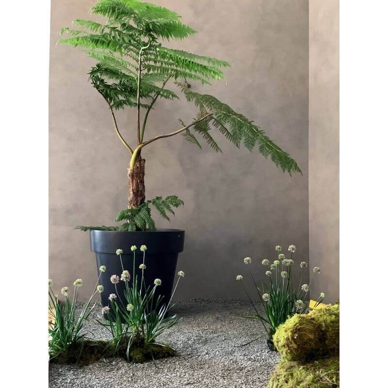 Classic 100 with plants