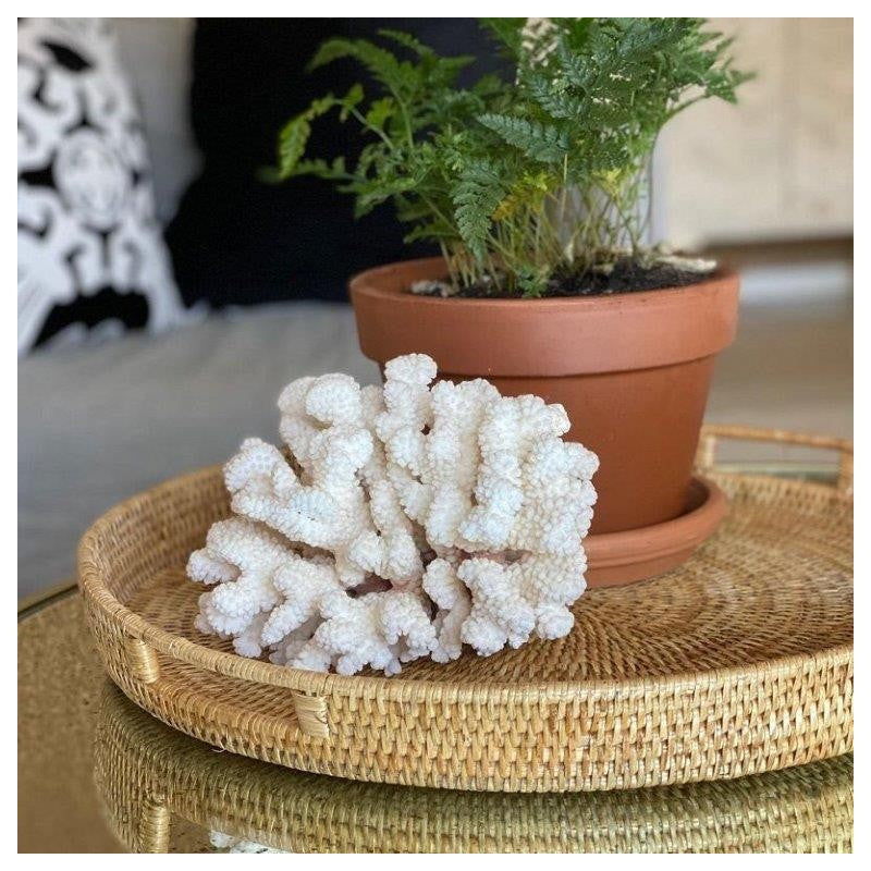 Mandalay Tray Round Lifestyle Plant